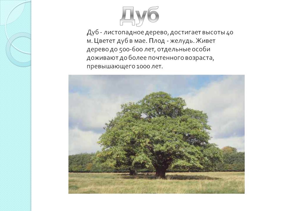 Дуб