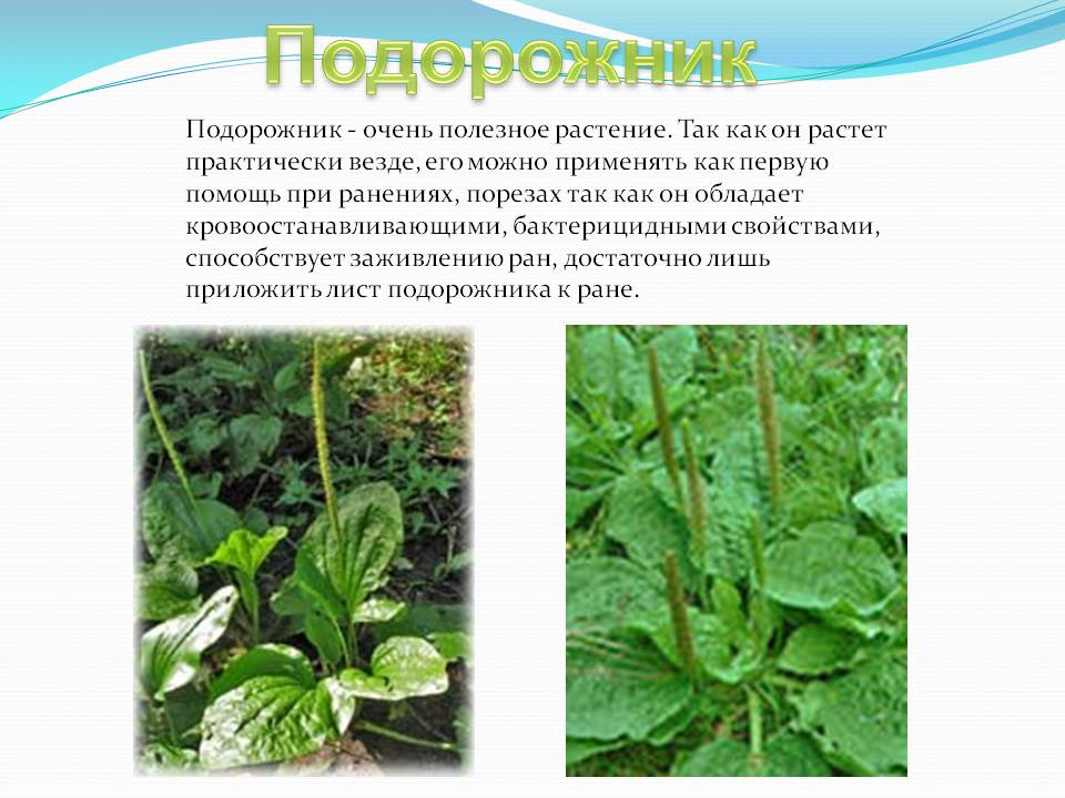 Подорожник