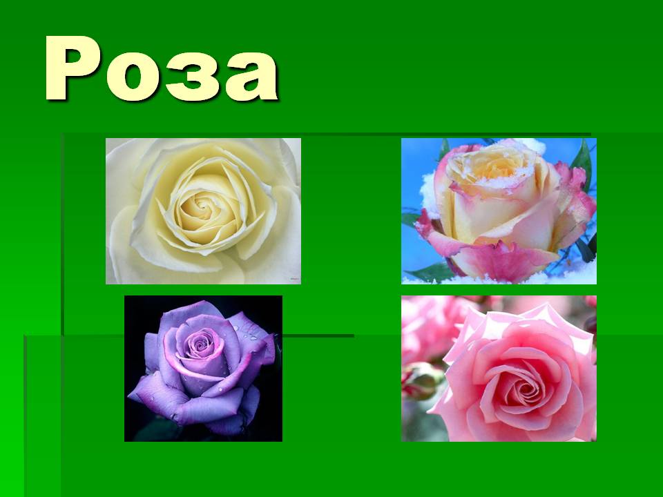 Роза