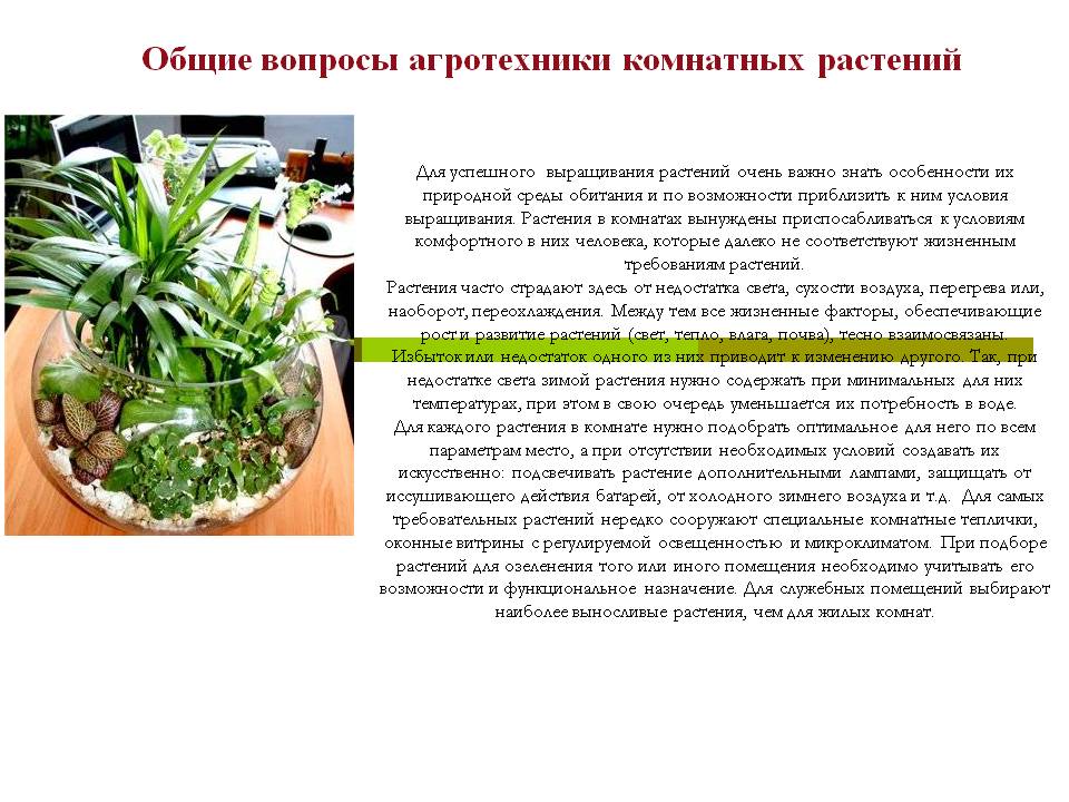 Общие вопросы агротехники комнатных растений