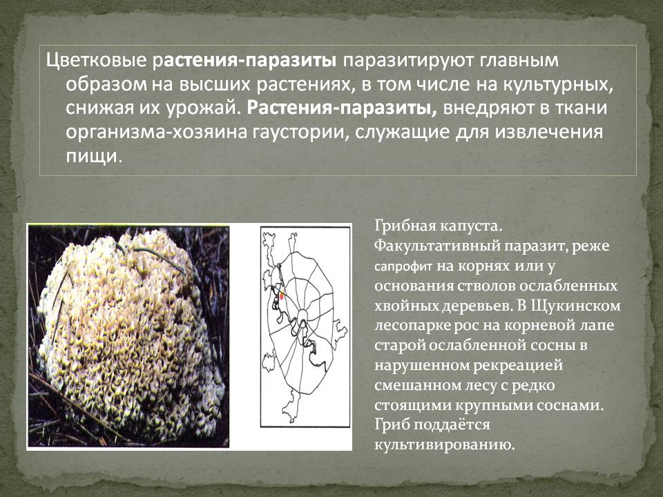 Цветковые растения-паразиты паразитируют главным образом на высших