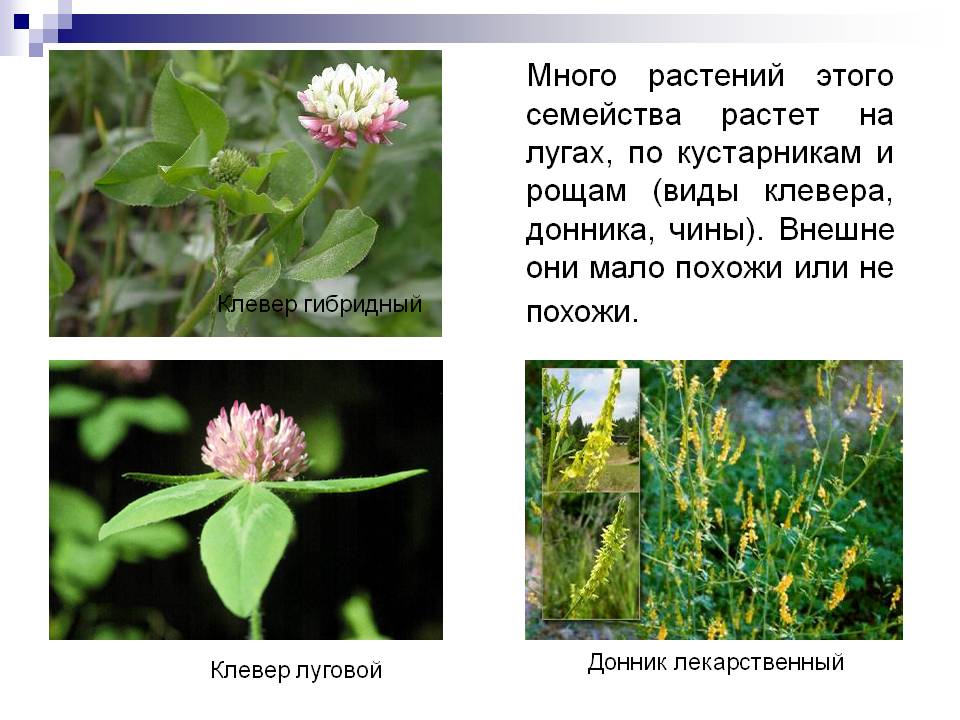 Виды клевера