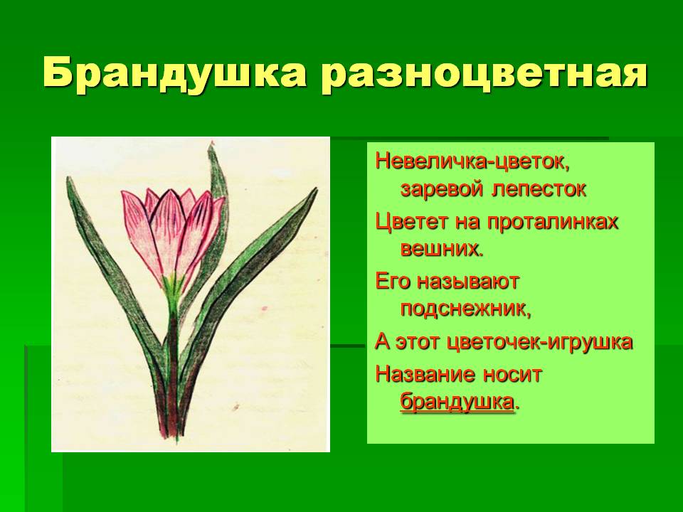 Брандушка разноцветная