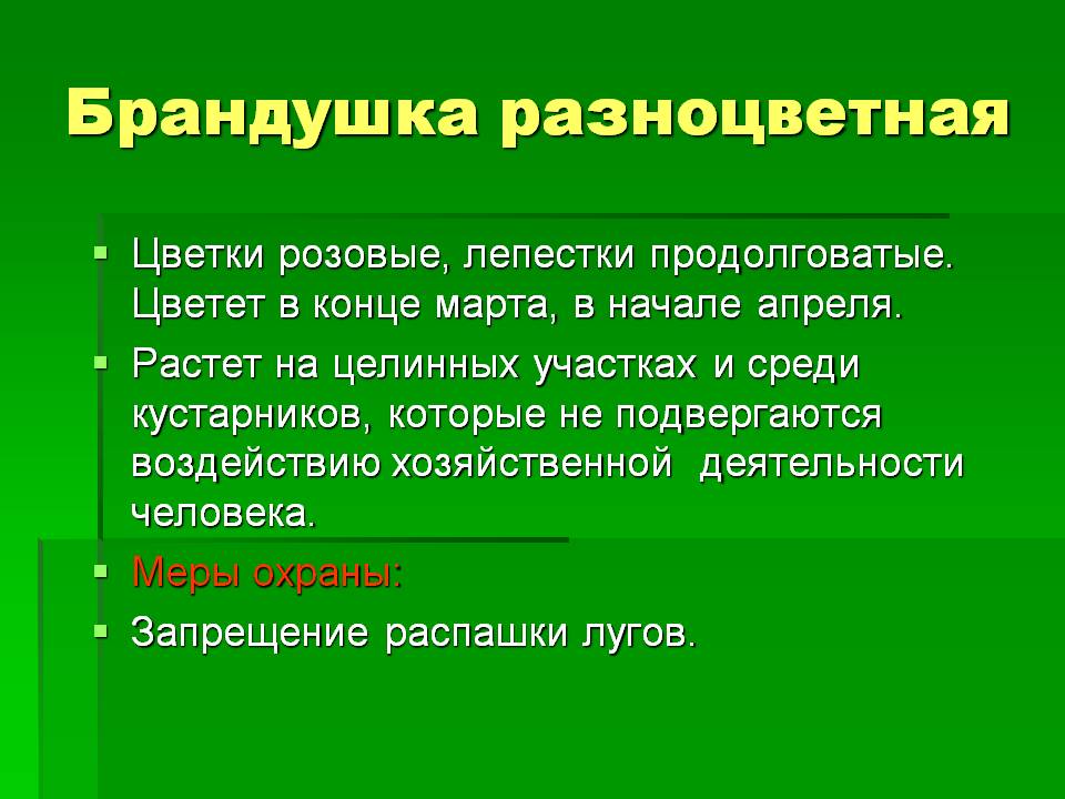 Брандушка разноцветная