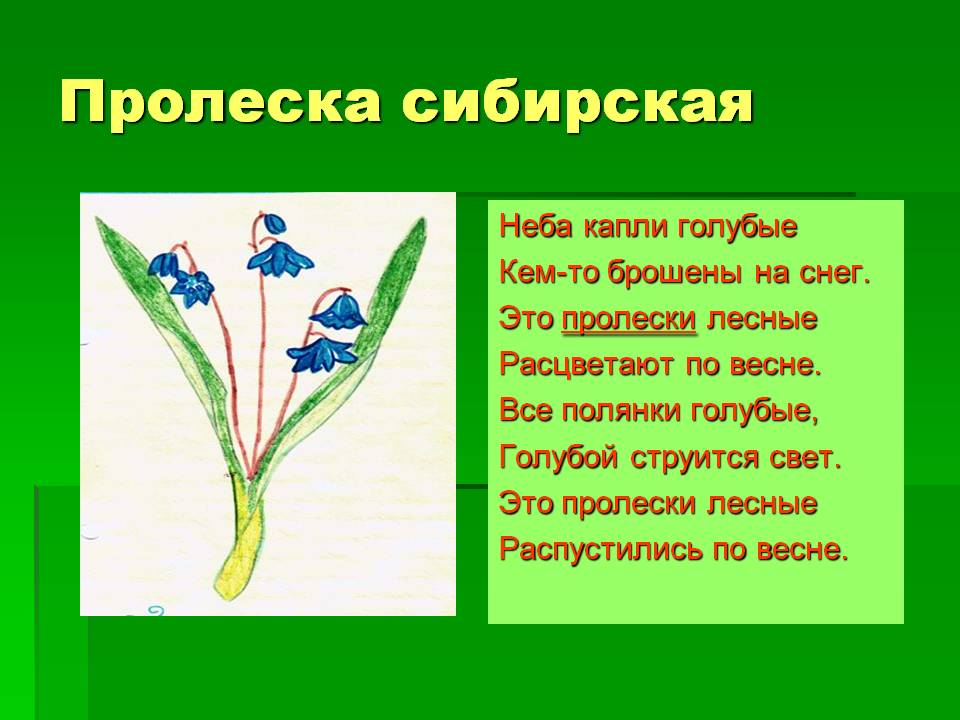 Пролеска сибирская