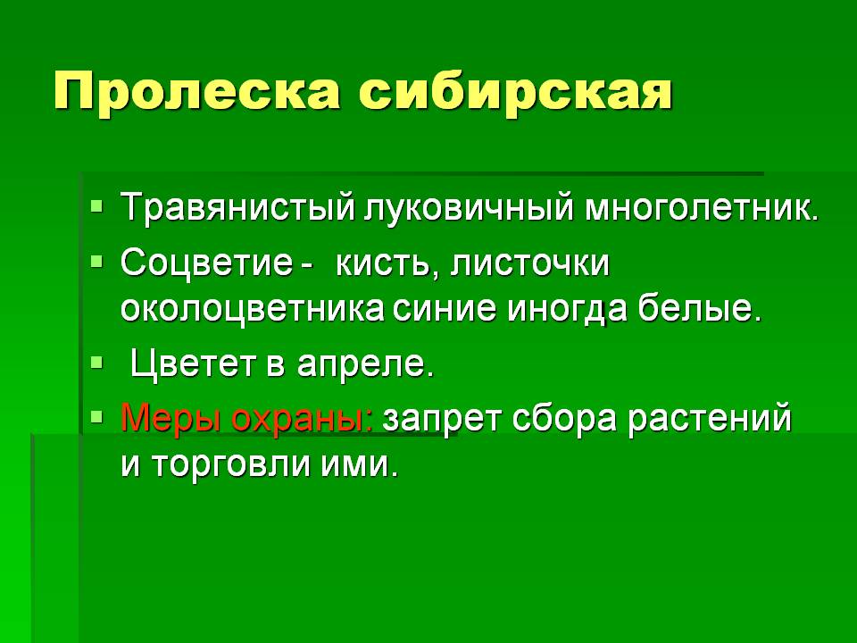 Пролеска сибирская