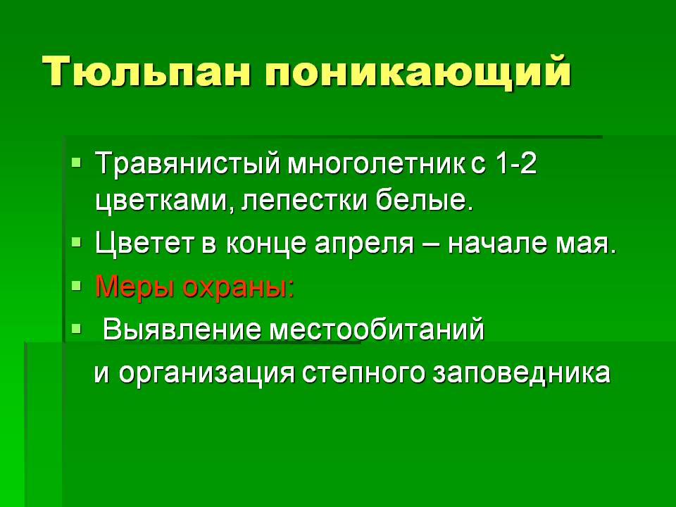 Тюльпан поникающий