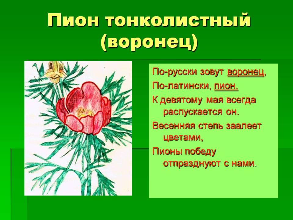 Пион тонколистный (воронец)