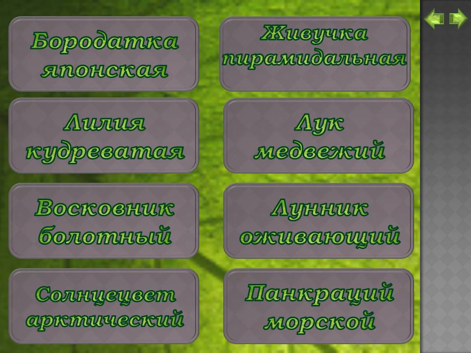 Бородатка японская