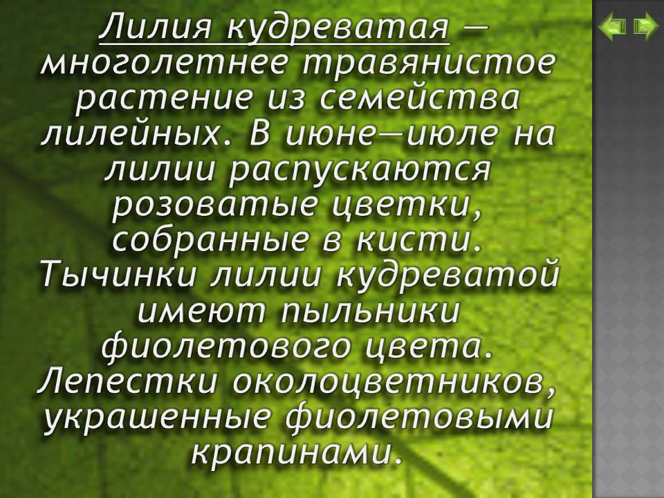 Многолетнее травянистое растение