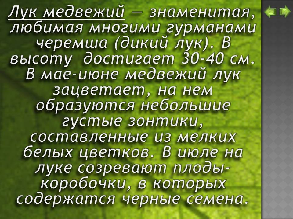 Лук медвежий