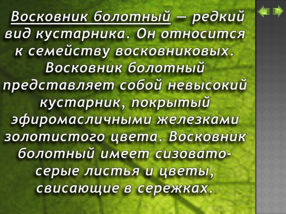 Восковник болотный