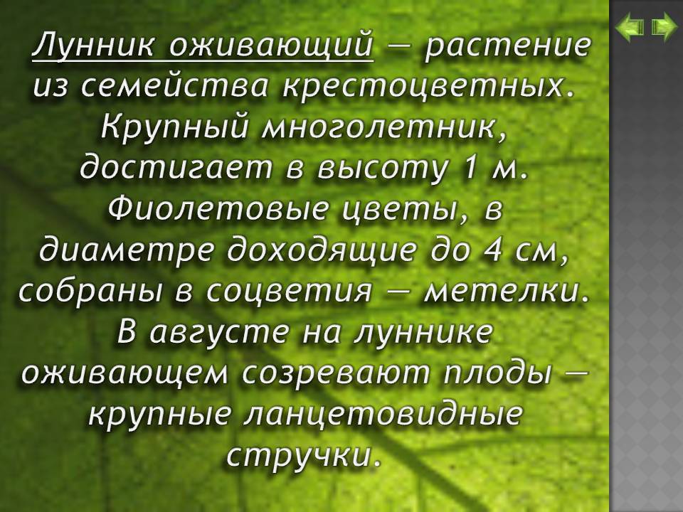 Лунник оживающий