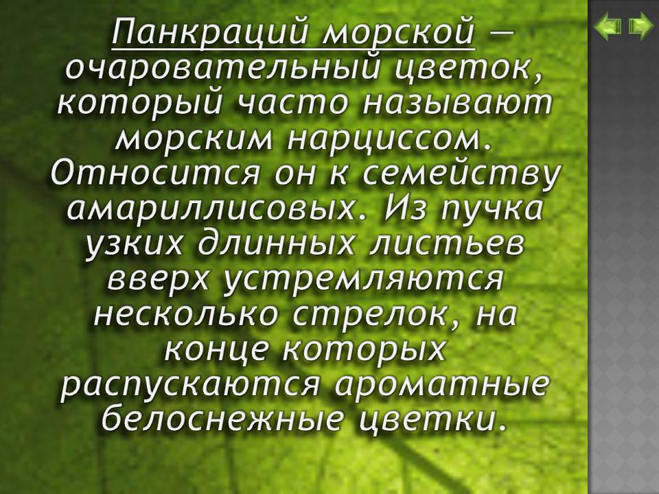 Панкраций морской