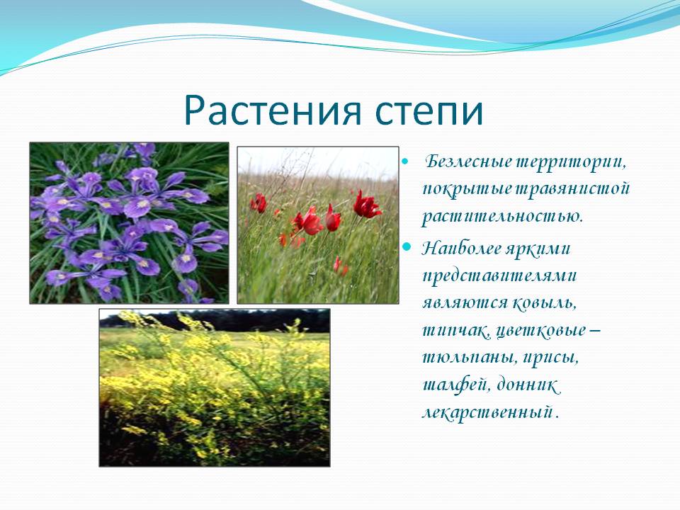 Растения степи