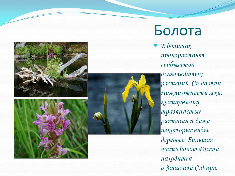 Болота