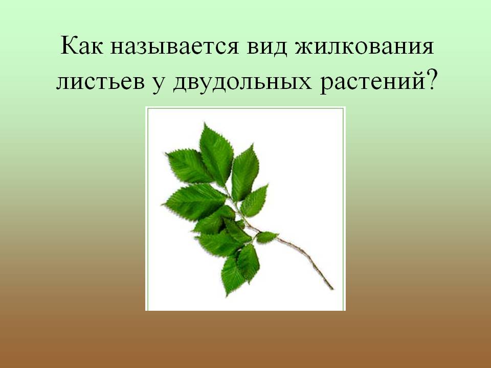 Как называется вид жилкования листьев у двудольных растений
