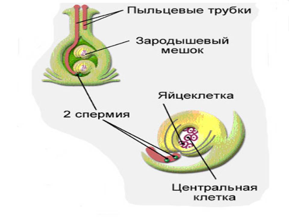 «Размножение растений» 6 класс