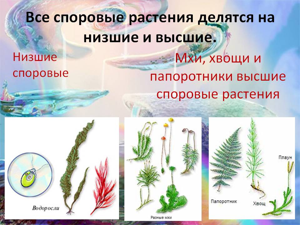 Все споровые растения делятся на низшие и высшие