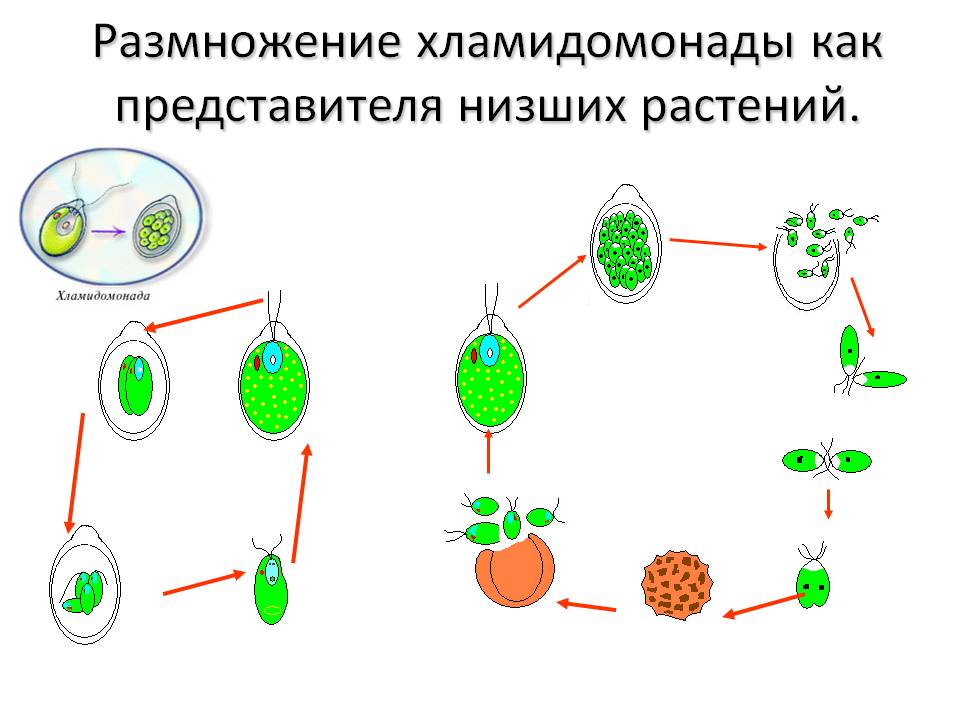 Размножение хламидомонады как представителя низших растений