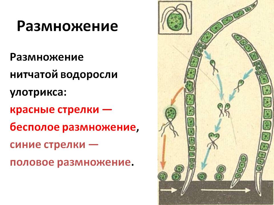 Размножение
