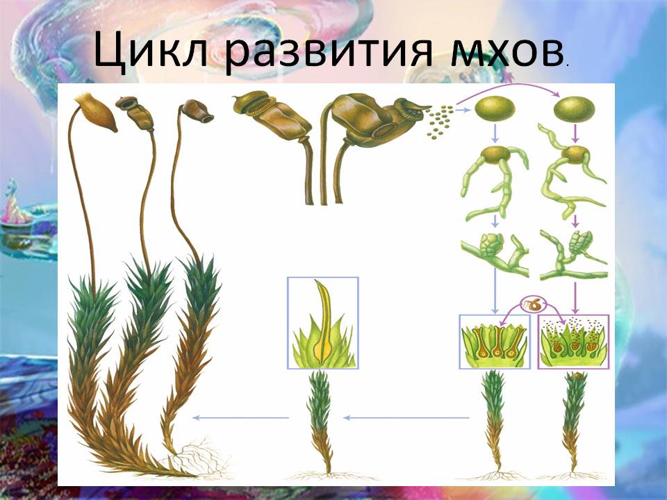 Цикл развития мхов