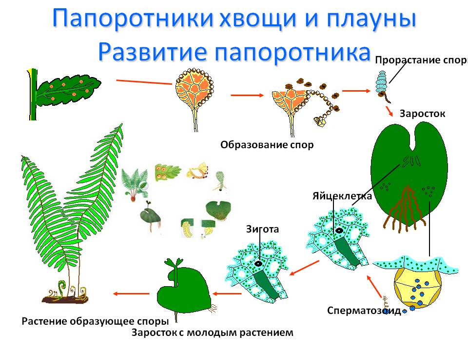 Папоротники хвощи и плауны Развитие папоротника
