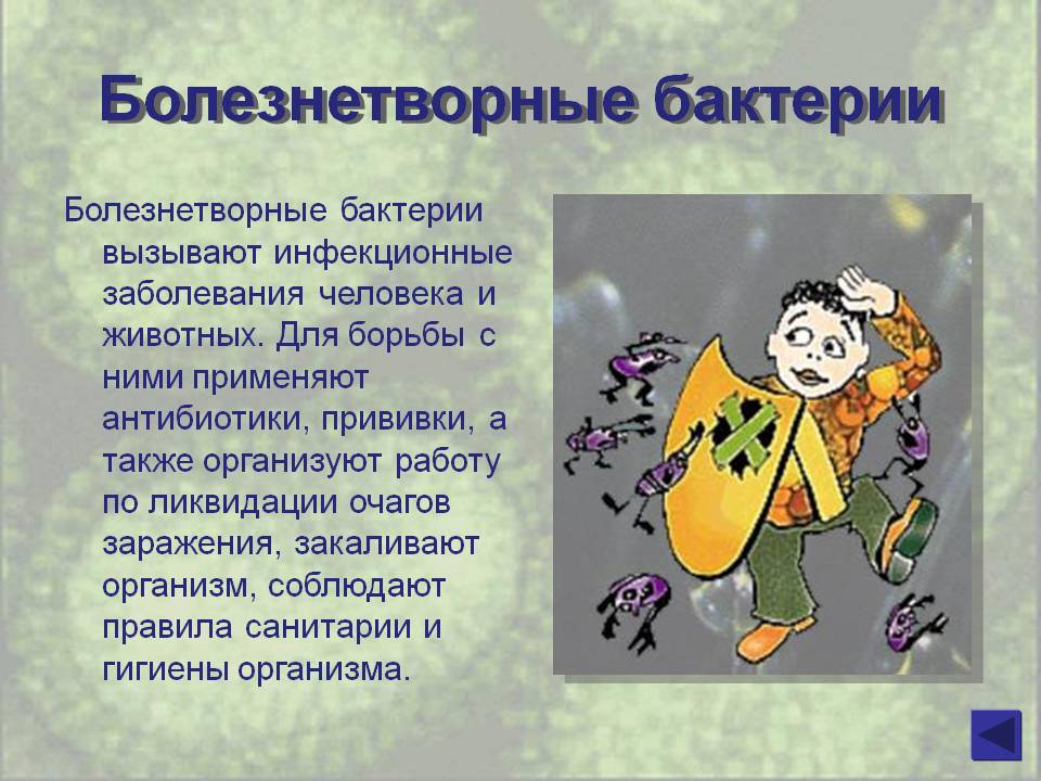 Болезнетворные бактерии