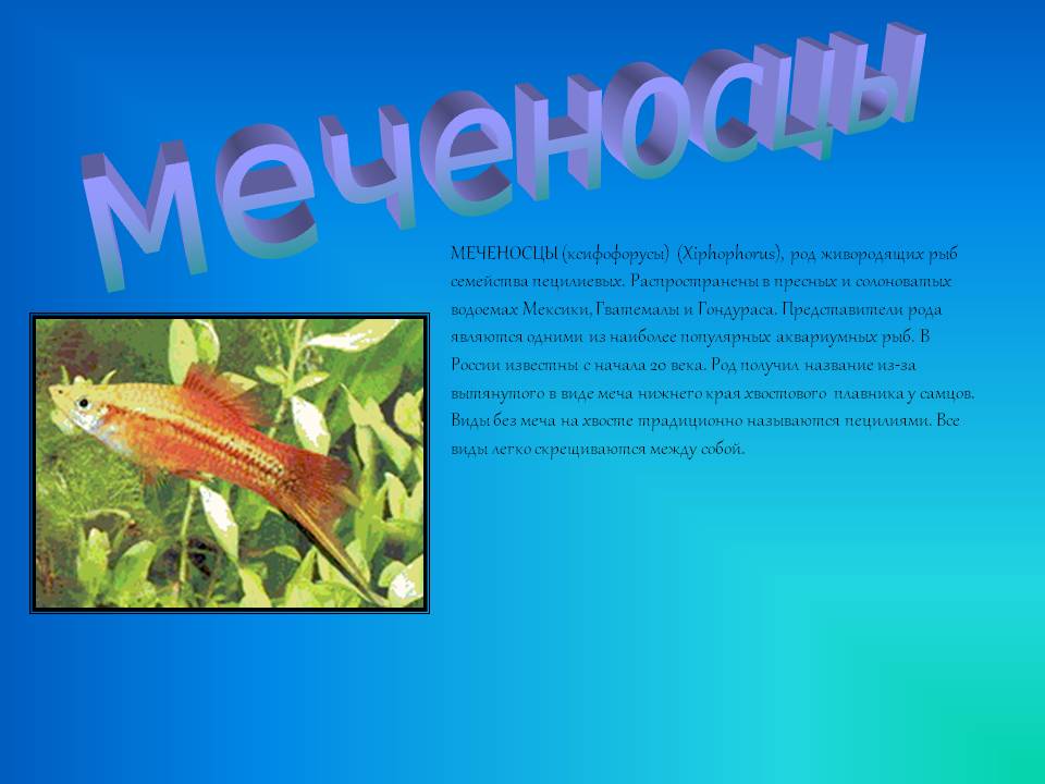 Меченосцы