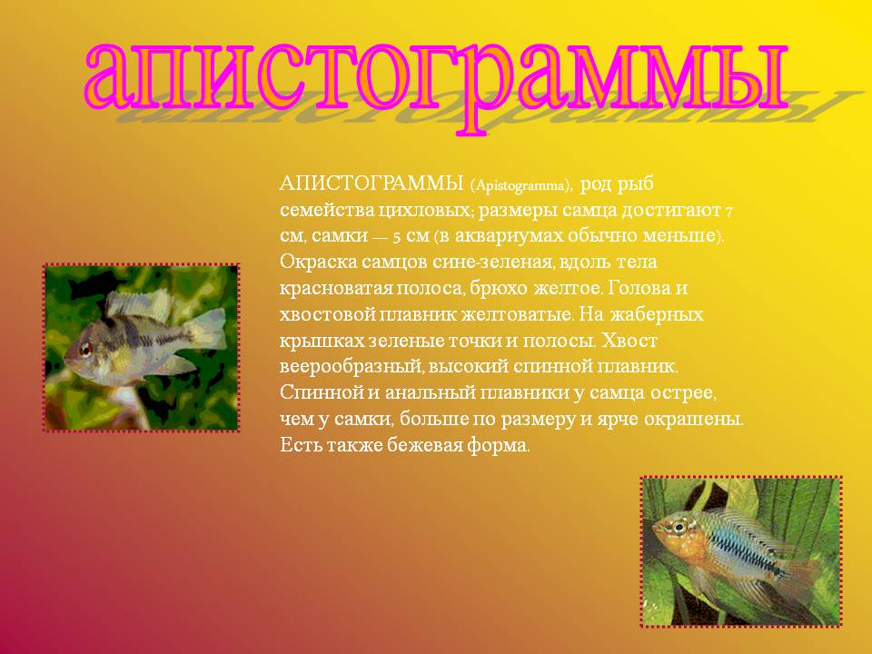 Апистограммы