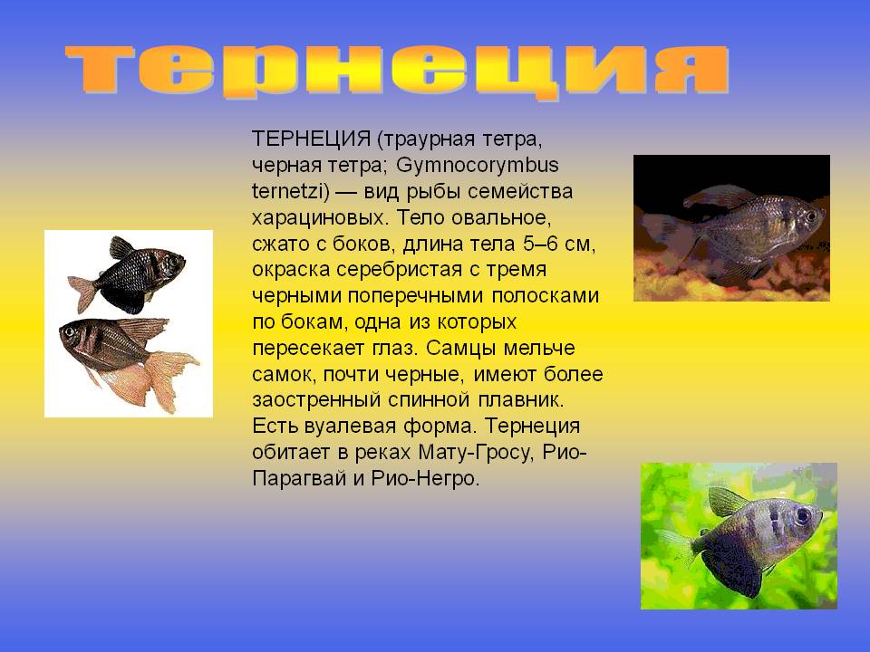 Тернеция