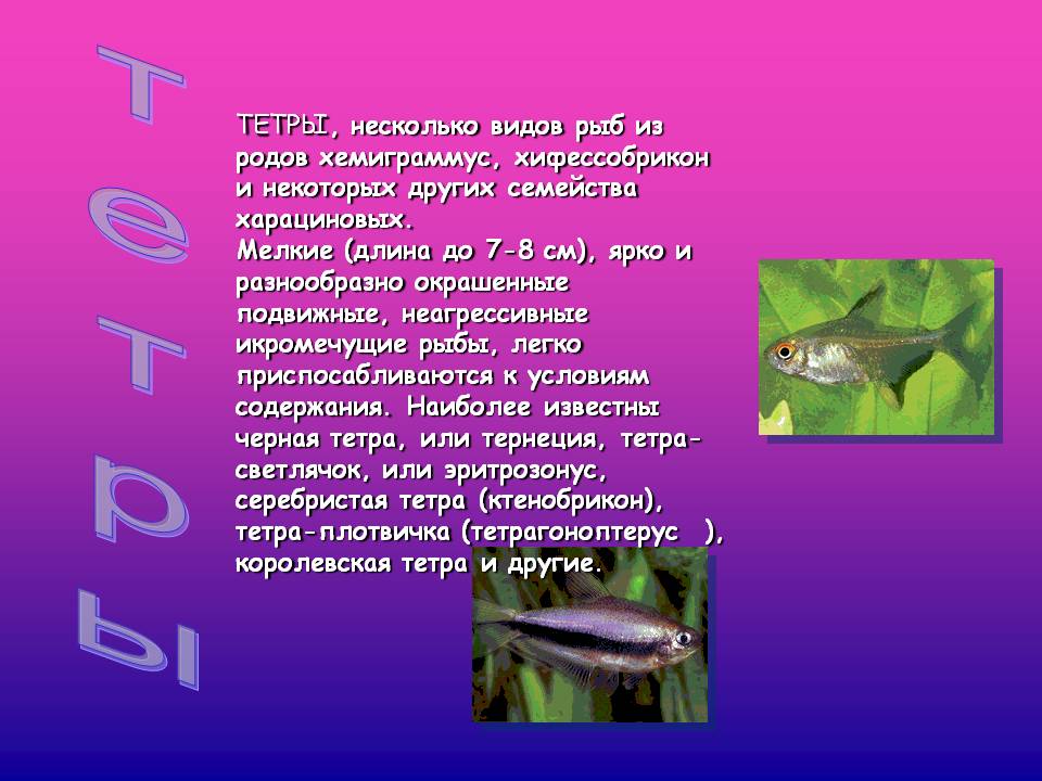 Тетры