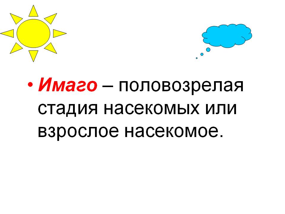 Имаго – половозрелая стадия насекомых или взрослое насекомое