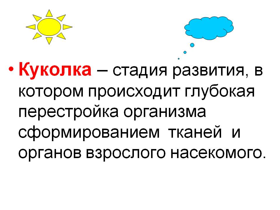 Куколка – стадия развития, в котором происходит глубокая перестройка