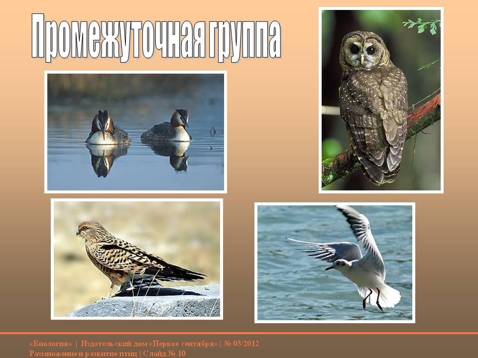 Промежуточная группа