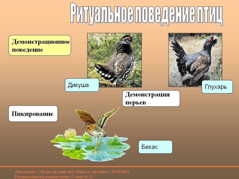 Ритуальное поведение птиц