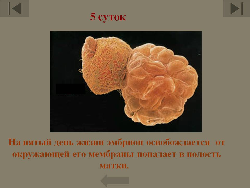 Эмбрион освобождается от окружающей его мембраны