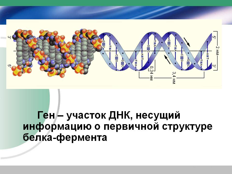 Ген – участок ДНК, несущий информацию о первичной структуре
