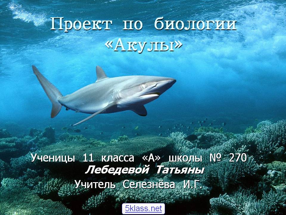 Акулы