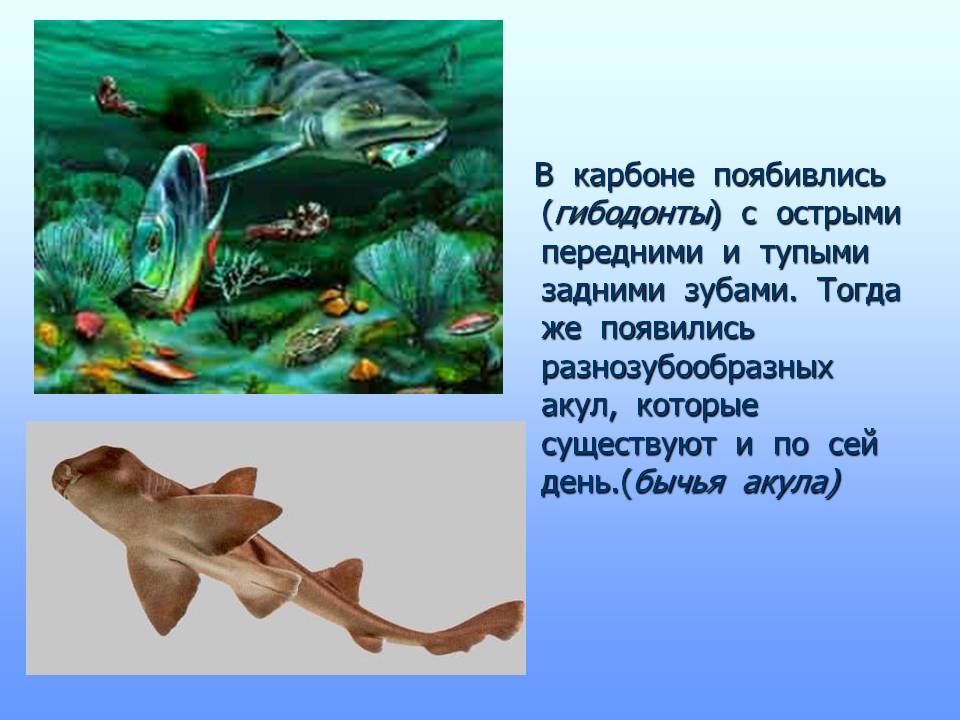 Гибодонты