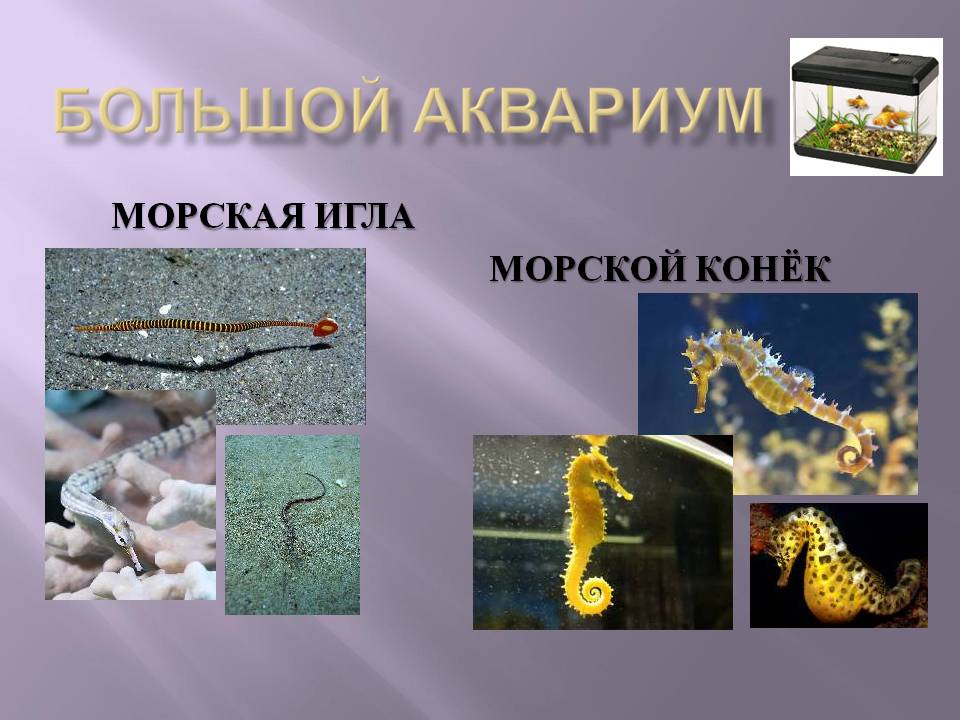 Морская игла