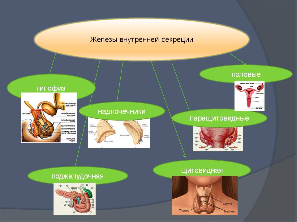 Железы внутренней секреции