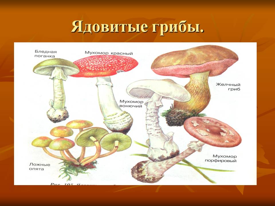 Ядовитые грибы