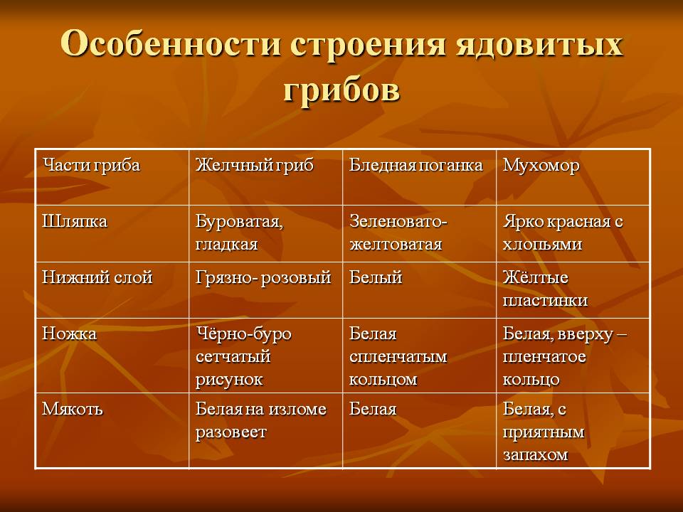 Особенности строения ядовитых грибов