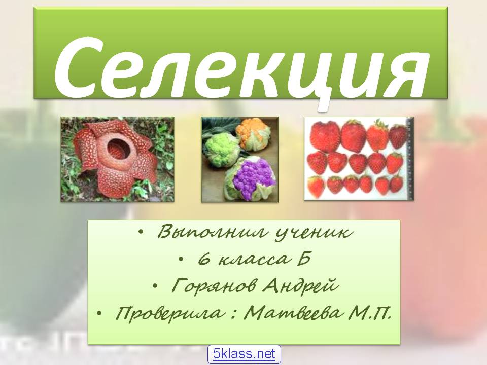 Селекция
