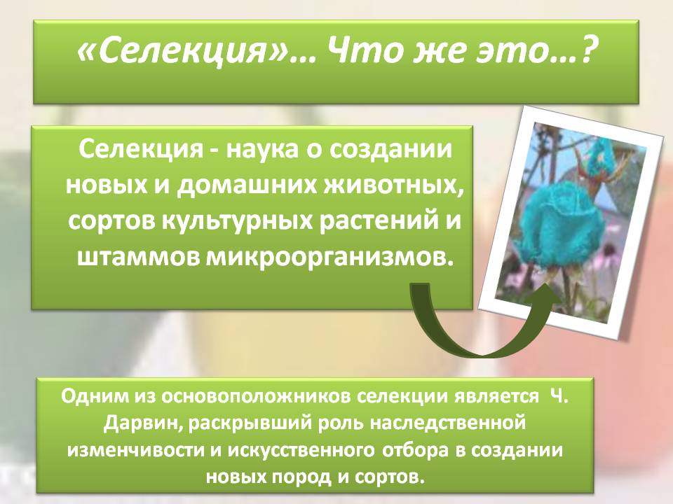 «Селекция»… Что же это…