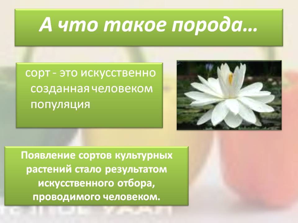 А что такое порода…