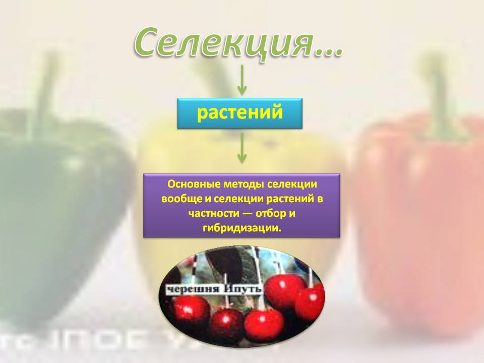 Селекция…