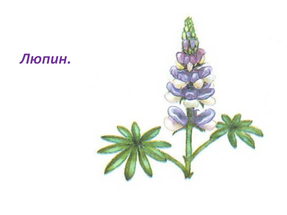 Люпин