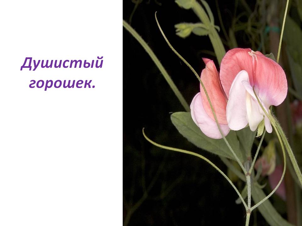 Душистый горошек